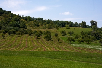 Trees on an open field near Sibiu